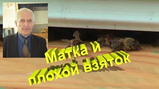 Профессор Кашковский: Матка и плохой взяток