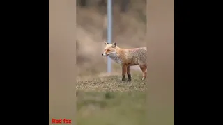 #shorts red fox ❤️ #viral #viral #shorts vedio #shorts #shorts #shorts