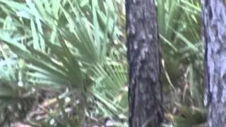 Bigfoot sighting on video (Green Swamp Florida)