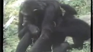 Chimp vs. Baboon
