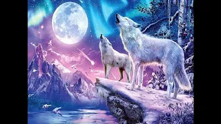 Photos and wolves images(1)