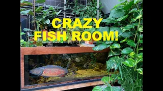 Amazing Fish Room Tour - Big Tanks - Big Fish