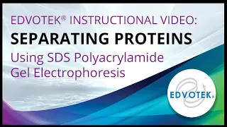 Separating Proteins using SDS Polyacrylamide Gel Electrophoresis