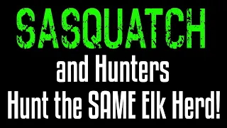Sasquatch and Hunters are Hunting the SAME Herd of Elk!