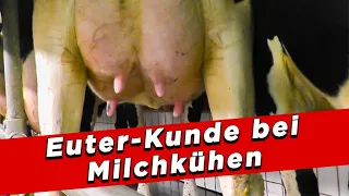 Euter-Kunde bei Milchkühen - My KuhTube Film 822