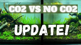 Crazy Difference After 1 Week Only! CO2 vs NO CO2 Update - Twin Scape Experiment Ep #3