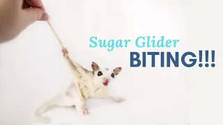 Do Sugar Gliders Bite?