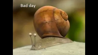 A Snail's bad day