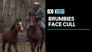 Efforts to cull brumbies have met fierce resistance | 7.30