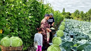 The Most Tasty and Simple Recipes from Fresh Cabbage.