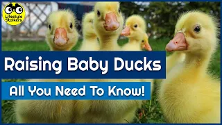 Raising Baby Ducks - All you need to know!