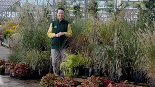 PETITTI A Guide to Perennial Ornamental Grasses | 10 Types to Grow