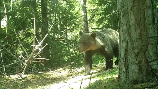 Brown Bear in Rugova Mountains Kosovo