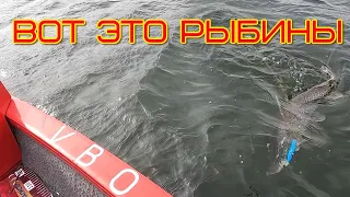 Весенняя щука Весёловского водохранилища