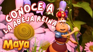 CONOCE A LA ABEJA REINA DE LA COLMENA🐝👑 MEJORES CAPÍTULOS DE MAYA para niños en ESPAÑOL 🐝