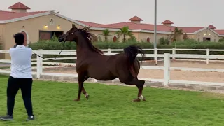 ...Evining SerenadeBy Marwan Al shaqab