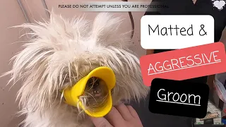 Grooming an Aggressive & Matted Shih Tzu