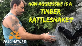 Just How Aggressive is a Timber Rattlesnake?  With Nate's Help, I'll Show You!