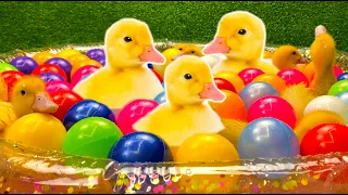 Утята в бассейне с разноцветными шариками