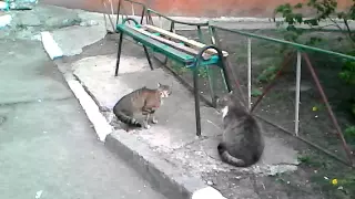 Коты Ругаются 🐱 😼😸😹😺😻😽😿😾🙀