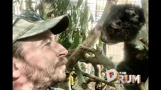Meet Kailas Wild: rescuing and rehabilitating koalas from Australian bushfires | The Drum