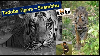 Tadoba Tigers - Shambhu Dr S Bakhtiar Choudhary