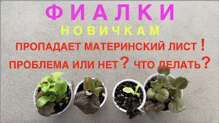 AFRICAN VIOLETS. NEWBIES-THE MOTHER LEAF IS DYING. WHAT IS THE PROBLEM? WHAT TO DO?