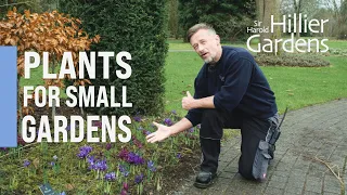 The best plants for small gardens | Sir Harold Hillier Gardens