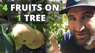 4 Types of Fruit on ONE TREE | Multi-Budded Pear in Back Yard Orchard