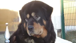 Задумчивая дама тибетский мастиф #tibetanmastiff #тибетскиймастиф