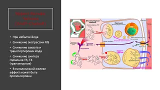 Щитовидная железа 9. Эффект Вольфа-Чайкова (Wolff-Chaikoff)
