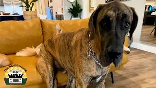 Roger The Great Dane's Story | The Asher House