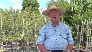 How to Grow Peach Trees