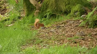 Red Squirrel at NT Allan Bank, Grasmere, Lake District UK, together with a Nuthatch.  15 May 2024