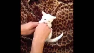 Funny Videos - Funny Fails - Epic Fails Funny Videos 2014 - Funny Cats Video - Funny Cat Videos Ever