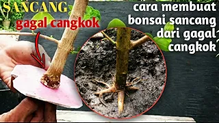 CARA MEMBUAT BONSAI SANCANG PREMNA MICROPHILLA DARI GAGAL CANGKOK - TAHAP STEK PROGRAM AKAR