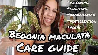 The COMPLETE How to care for Begonia maculata Wightii!