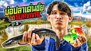 วืถีSurvival EP:5 ตอน บ่อปลาเด่นชัย ( ตีช่อน )