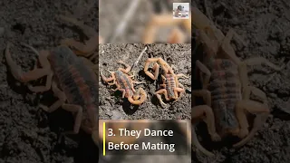 10 Striking Facts About Scorpions # shorts