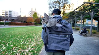 Walking in Tokyo's Skytree View Park with Maine Coon Mikasa