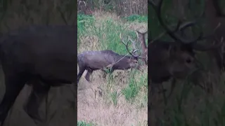 Hunting red stag in Hungary 💥 🦌#shorts