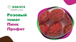 Выгодный для выращивания розовый томат ПИНК ПРОФИТ F1 #семенарозовогопомидора #томатпинкпрофит