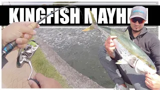 KINGFISH MAYHEM ON BREAM GEAR! - SYDNEY KINGFISH