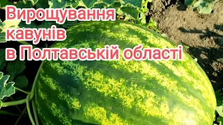 Кавуни 2023р. Мої улюблені гібриди 🍉