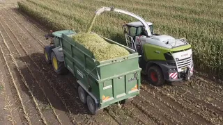 Claas Jaguar 950, John Deeres and a JCB Fastrac on hauling maize silage.