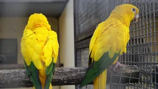 Парк птиц " Воробьи" Калужская обл/ Bird Park "Sparrows" Russian