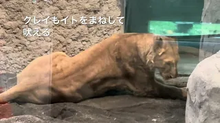 円山動物園 ライオン イトとクレイの吠える声