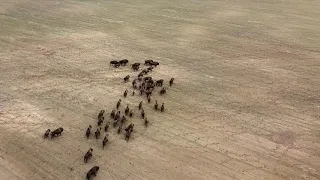 Зубры в Налибокской пуще / Bison in Naliboki Forest