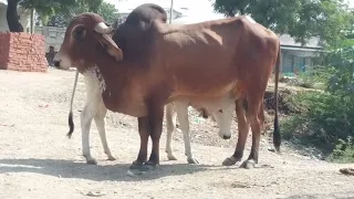 Super fast Horse And Cow meeting!! Amazing Animal crossing Bull meeting