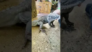 Our Rhino Iguanas Diddie and Dixie React to SuperWorms! #shorts